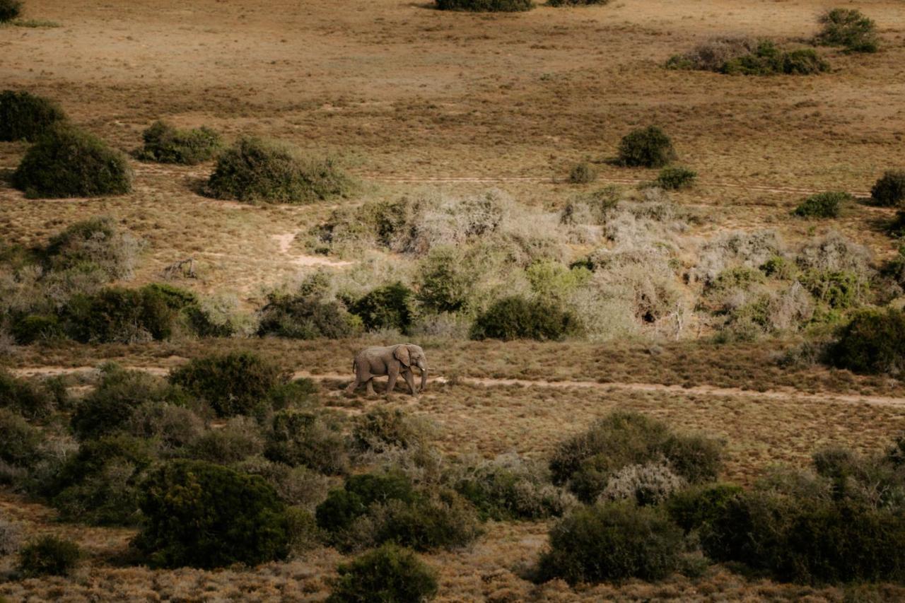 Hlosi Game Lodge - Amakhala Game Reserve Buyskloof Exterior foto